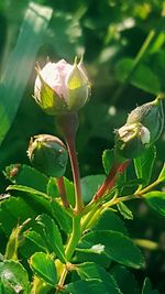 Close-up of flowering plant