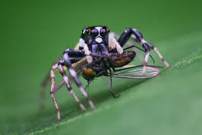 Close-up of fly on leaf