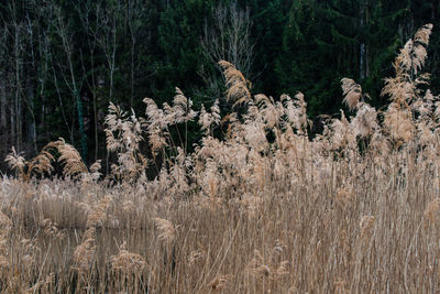 View of birds in the forest