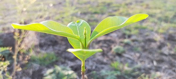 Close-up of green plant leaves on field