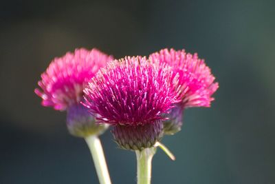 Close-up of pink flower