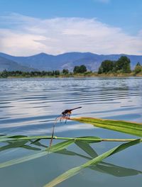 View of bird on lake against sky