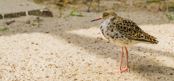 Close-up of a bird looking away