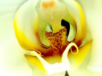 Close-up of yellow flower