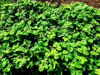 Full frame shot of green leaves