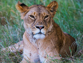 Portrait of a lion