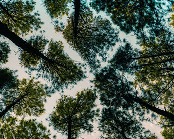 Low angle view of trees against sky