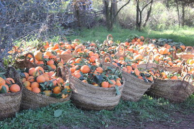 View of pumpkins on field