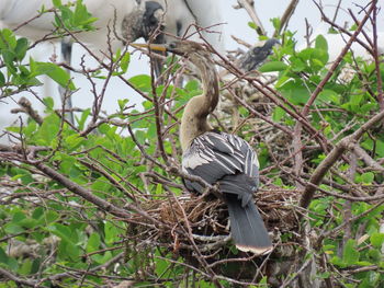 Low angle view of bird perching on branch