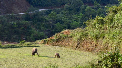 View of two horses grazing on land