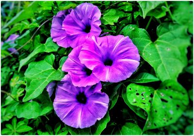 Close-up of purple flowers blooming outdoors