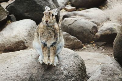 Rabbit sitting on rock