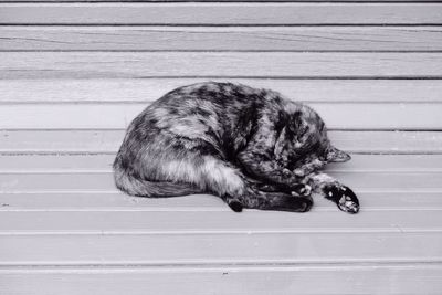 View of sleeping cat on hardwood floor