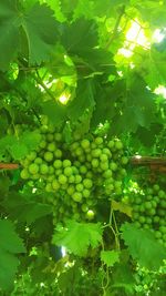 Low angle view of grapes hanging from tree