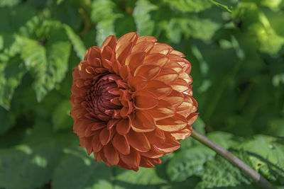 Close-up of dahlia flower