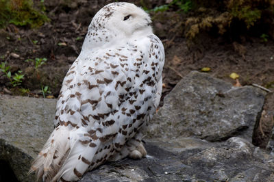 High angle view of white animal on rock