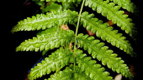 Close-up of fern leaves