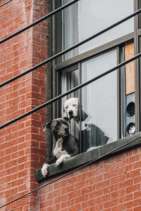 Low angle view of dog on wall