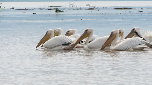 Pelicans swimming 