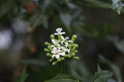 Close-up of white flowering plant
