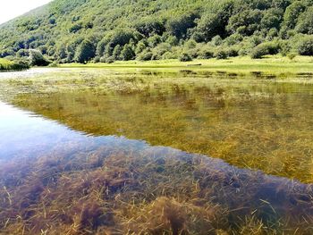 Scenic view of lake in forest