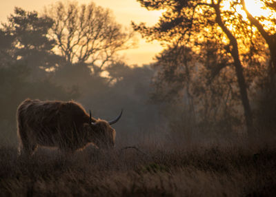 View of a highland cow on field during sunrise on a hazy cold autumn morning