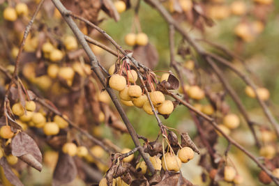 Close-up of fruit growing on tree