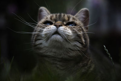 Close-up of a cat looking up