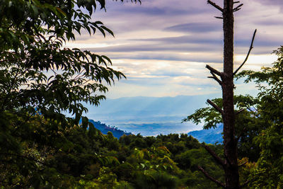 Scenic view of tree mountains against sky