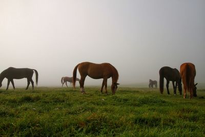 Horse grazing on grassy field