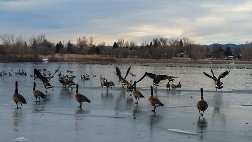 Birds in calm water