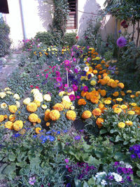 Purple flowers blooming outdoors