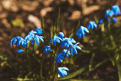 Close-up of purple flowers