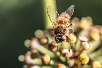 Close-up of honey bee on flower