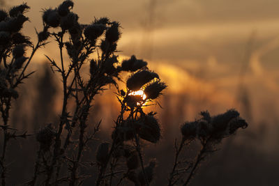 Close-up of silhouette plant against sky at sunset