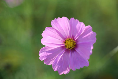 Close-up of pink cosmos flower blooming outdoors