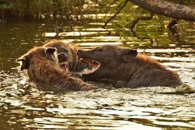 Close-up of hyenas in lake