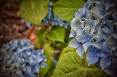 Close-up of purple hydrangea plant