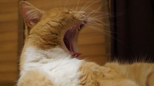 Close-up of cat yawning