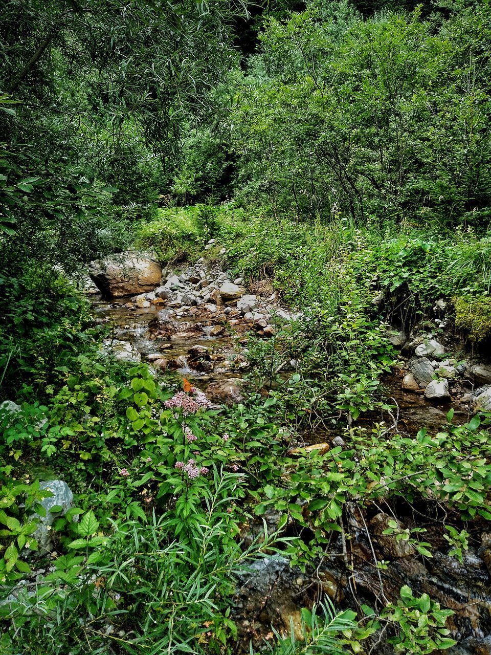 HIGH ANGLE VIEW OF STREAM AMIDST TREES