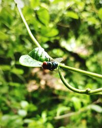 Close-up of insect on plant