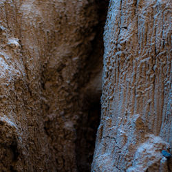 Close-up of tree trunk