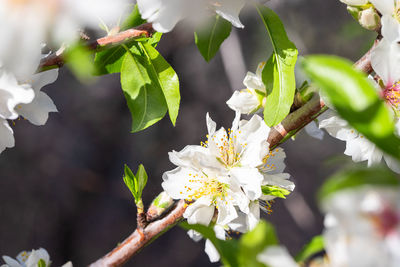 Close-up of white flowering plant