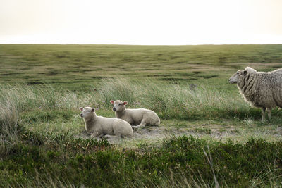 Sheep in a field