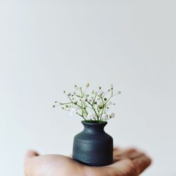 Close-up of flower pot on plant against wall