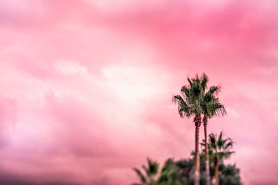 Palm tree against sky during sunset