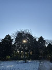 Trees against clear sky during winter