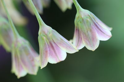 Close-up of pink flowering plant leaves