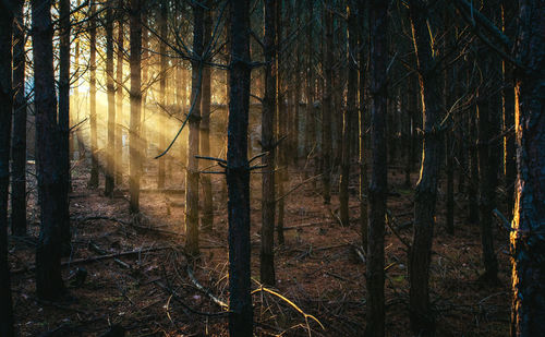 Trees in forest