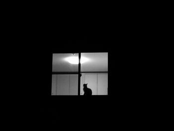 Silhouette of cat at night